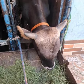 Öküz