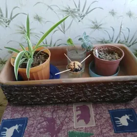 Кашпо