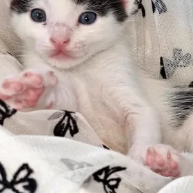 котята pisijekler