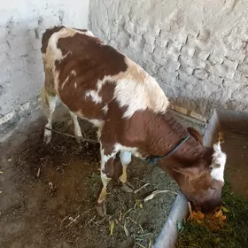 Gulajyn göle