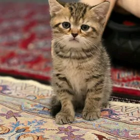 Шотландская шиншилла