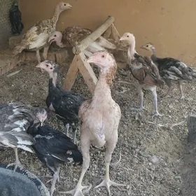 байсок индюк