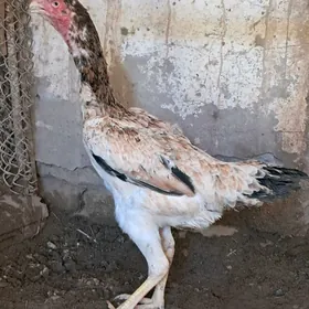товук