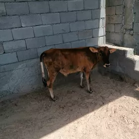 okuzce