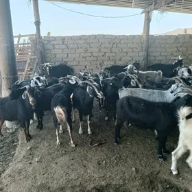 Geçiler