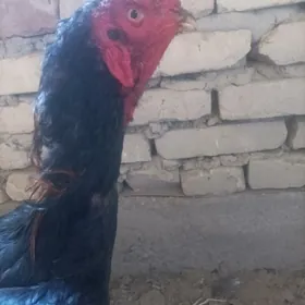 Horoz