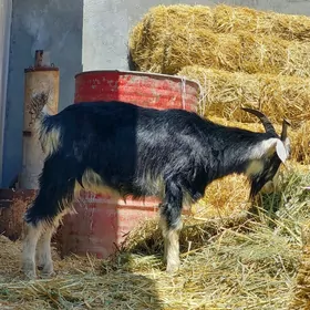Dog erkeç