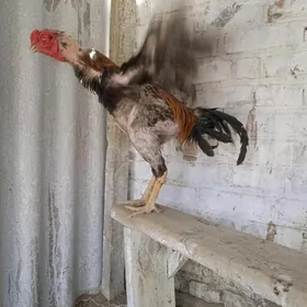 байцовый хораз