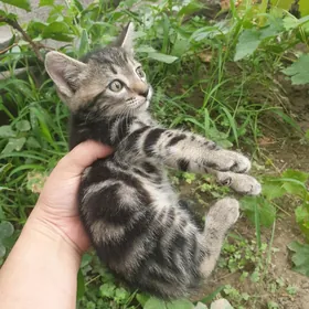 Отдам котят