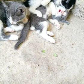 милые котята(в добрые руки)