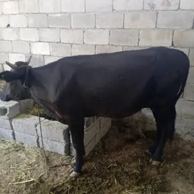Göleli sygyr