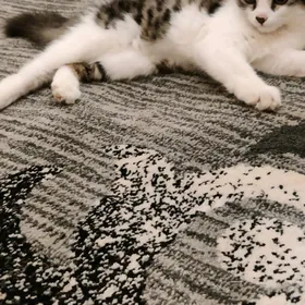 pisikler