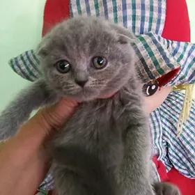 шотландские вислоушки