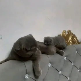 kot
