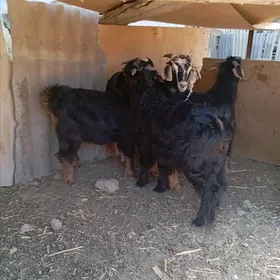 Çebiş