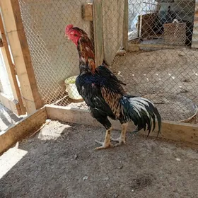 Taşkent Horaz