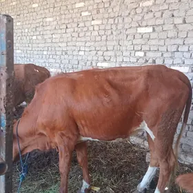 Bakylan gulajyn