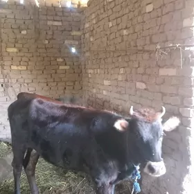 Bakylan gulajyn