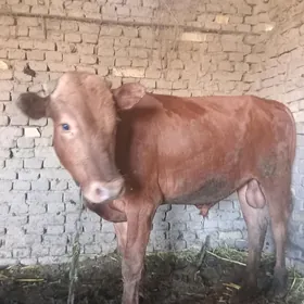 Bakylan öküz