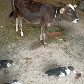 tüwe