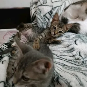 Домашние котята