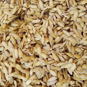 Gawun çigit