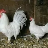 Legorn towuk