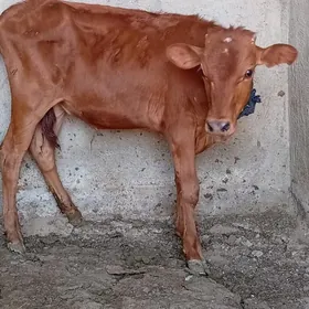 Öküz