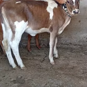 Tuwe Gbrit 