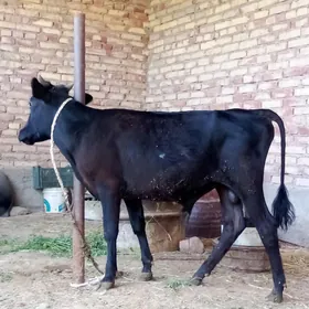 Öküzler 9 aýlyk 2sany