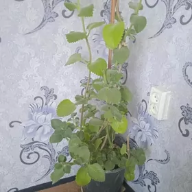 Limon