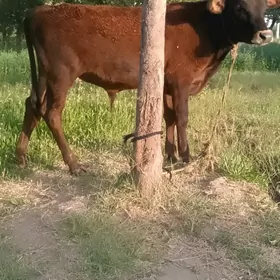 Öküz