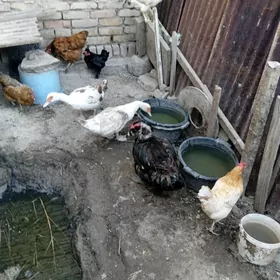 Guşlar