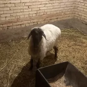 гочкар