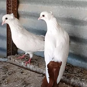 kepder