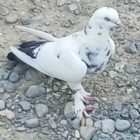 kepderi