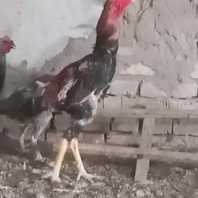 баес