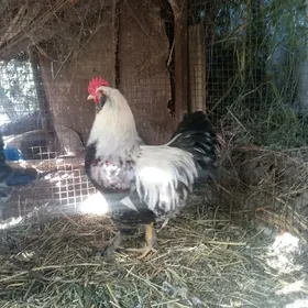 brama horoz