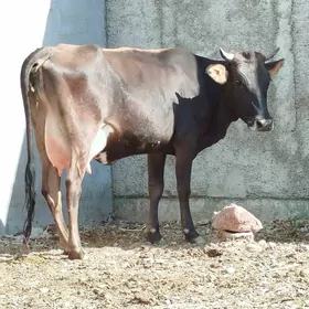 Göleli sygyr
