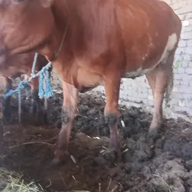 Bakylan gulajyn
