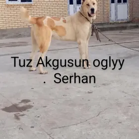 Serhan