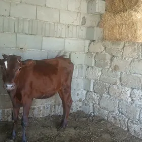 tuweler 2 si bile