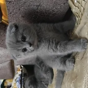 шотландские котята