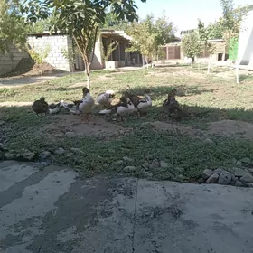 ördek