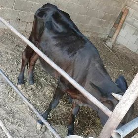gara gole