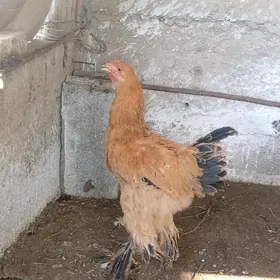 BRAMA