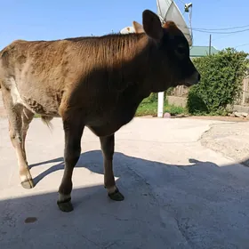 okuzçe