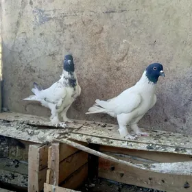 kepderi