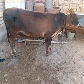 Gulajyn