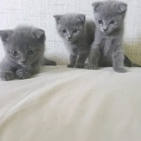 Кошка вислоухие